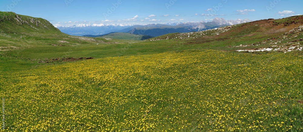 Obraz premium Blumenwiese auf Schlernhochfläche und Alpenpanorama