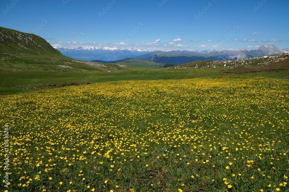 Blumenwiese auf Schlernhochfläche und Alpenpanorama
