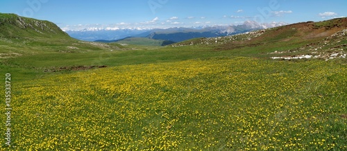 Blumenwiese auf Schlernhochfläche und Alpenpanorama
