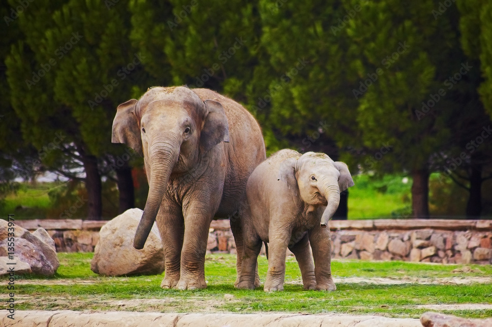 Fototapeta premium Cute family of elephants