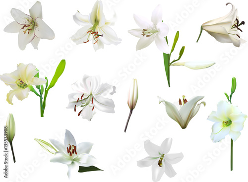 ten isolated white lily flowers