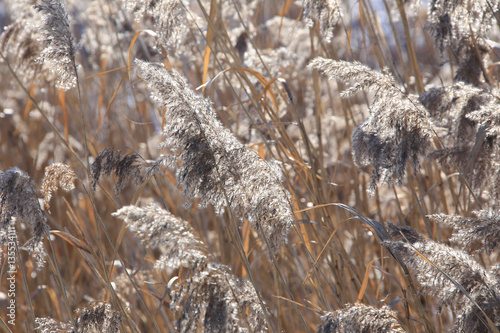 dry reeds
