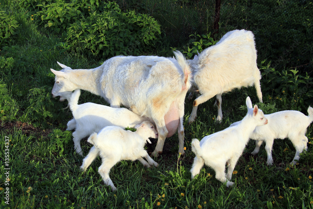 Goat with kids on a meadow Goat with kids on a meadow