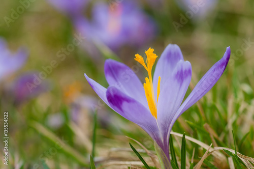 Purple crocus blooming on spring meadow