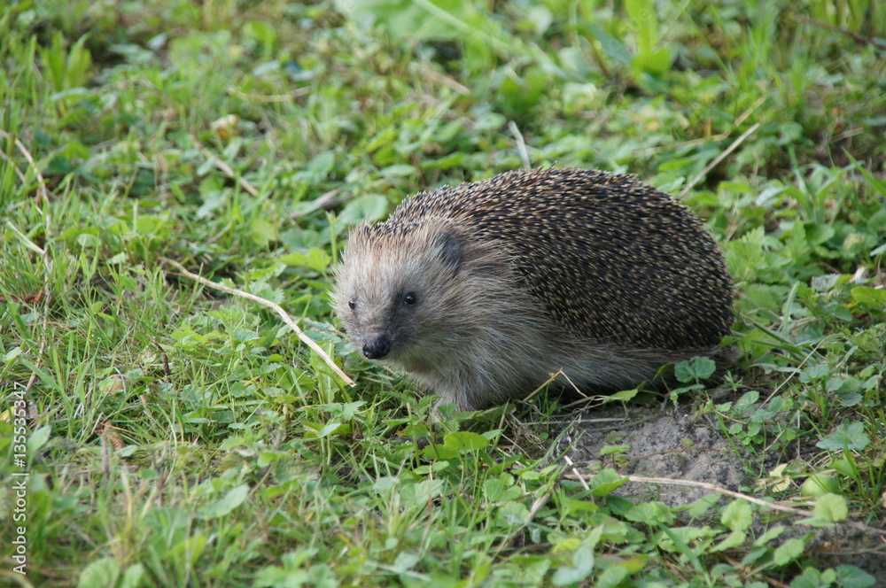 Igel Igel