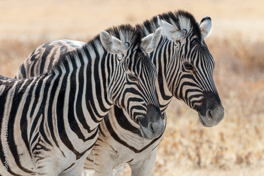 wild zebras living in Etosha National Park wild zebras living in Etosha National Park