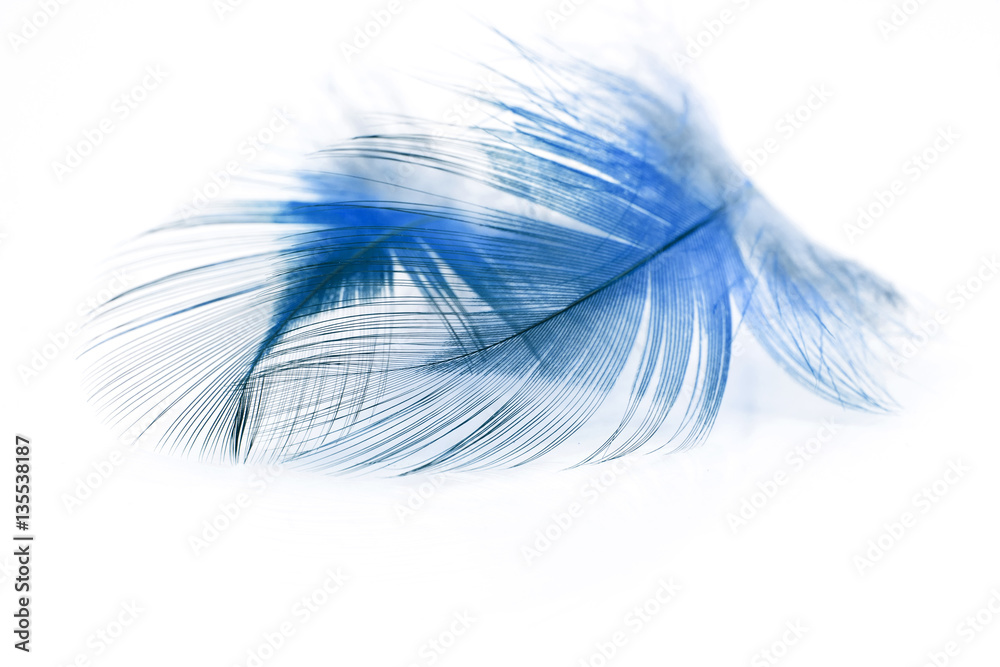 Fototapeta premium Colorful rooster feather with details and reflections