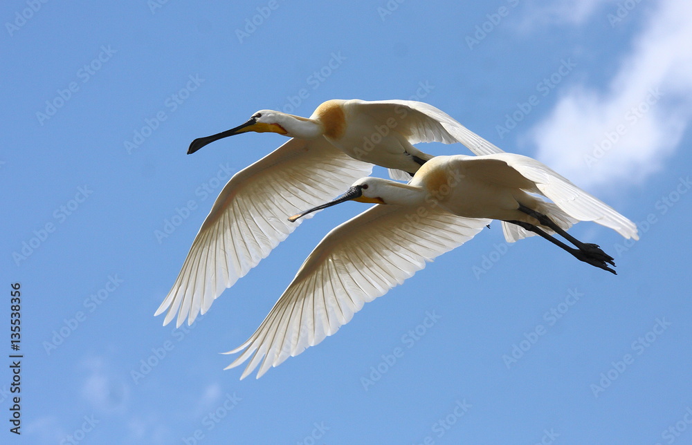 Eurasian spoonbill Eurasian spoonbill