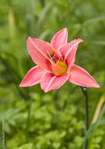 Pink daylily  in the garden