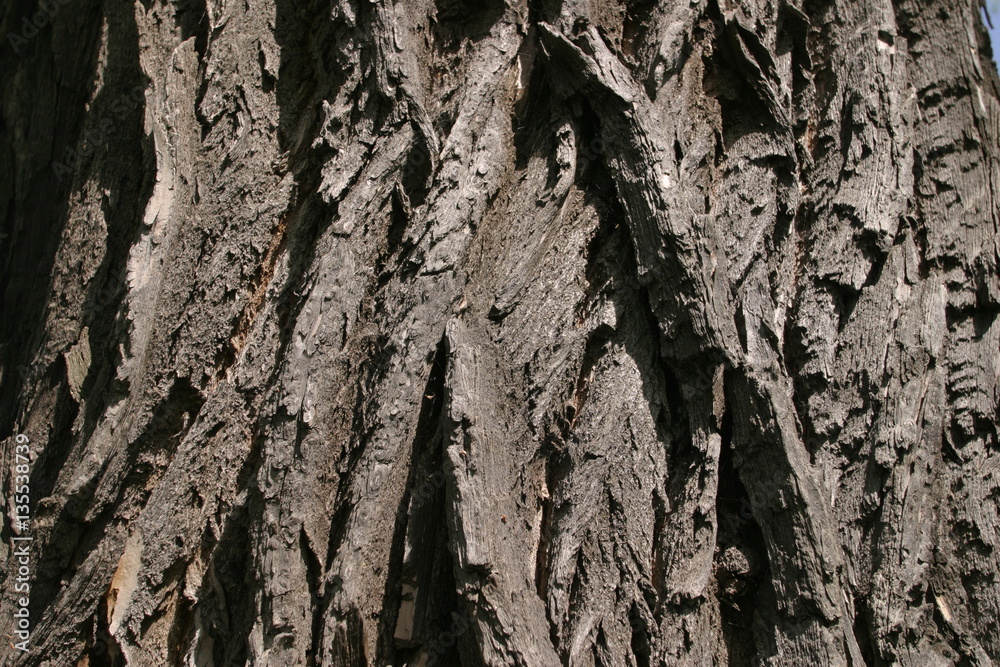 Obraz premium bark of an old tree