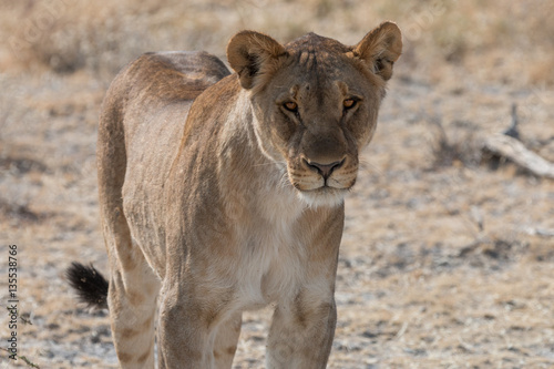 lion in the savannah