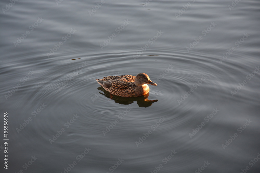 The duck on the watter surface at day The duck on the watter surface at day