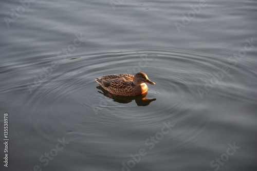 The duck on the watter surface at day