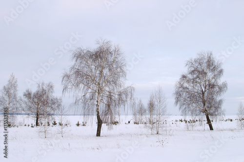 Wallpaper Mural Winter walk in Sokolka Torontodigital.ca