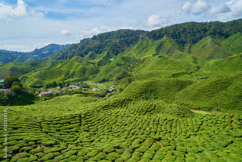 Tea Plantation © enginakyurt