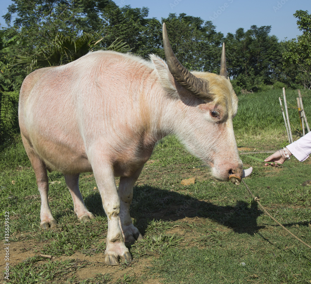 Close up of a albino white water buffalo on grass field outdoor Stock Photo  | Adobe Stock