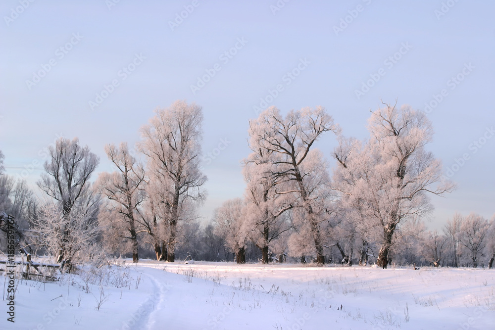 a long walk in nature snowy Russian winter a long walk in nature snowy Russian winter