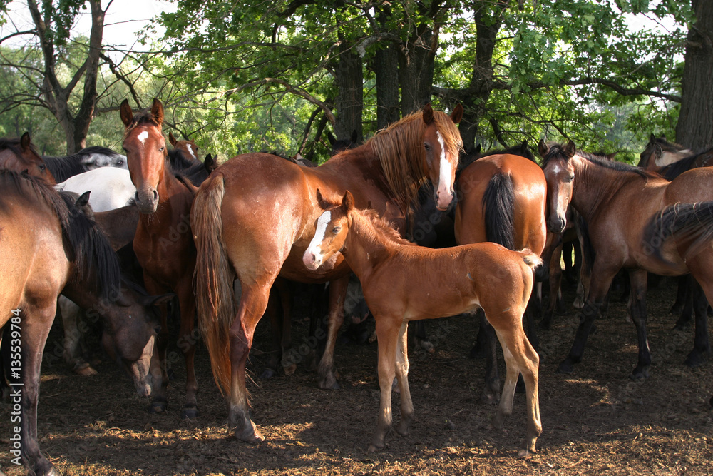 Fototapeta premium horse