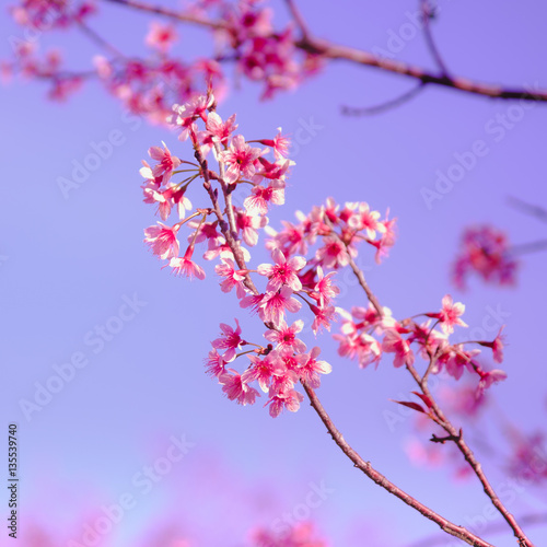 Selective focus Branch of Himalayan Cherry Blossom , also call sakura pink color with Natural blur background at highlands in winter at highlands of Phetchabun District, Thailand.