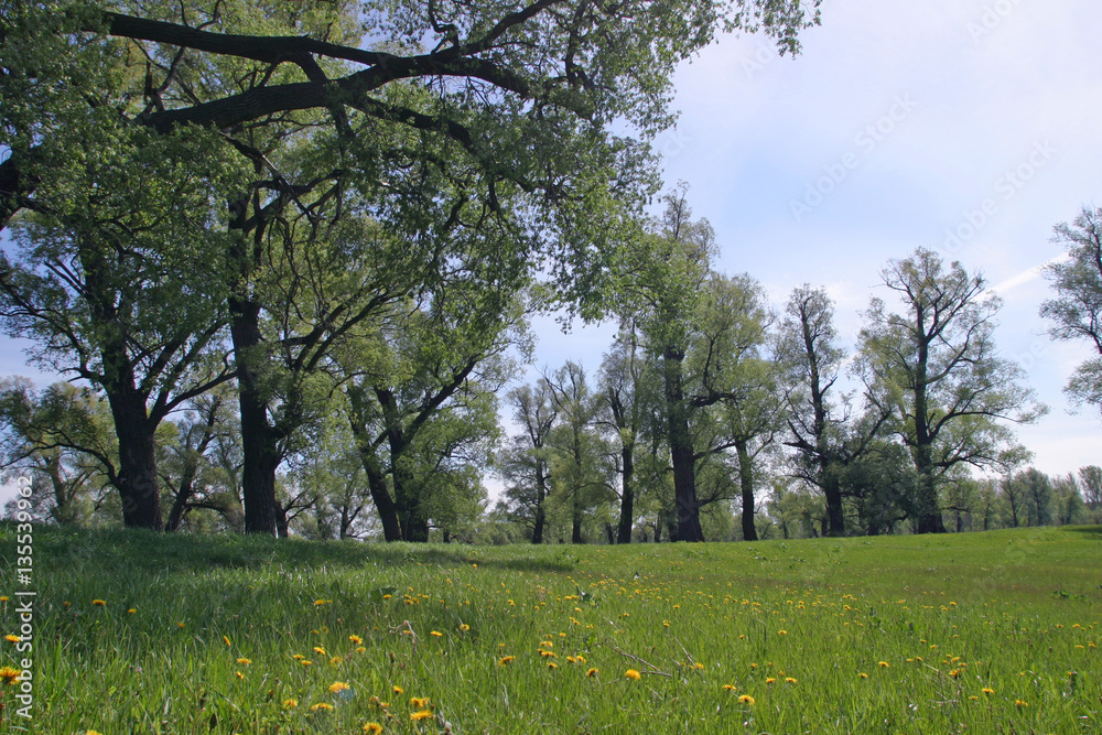 Obraz premium summer landscape
