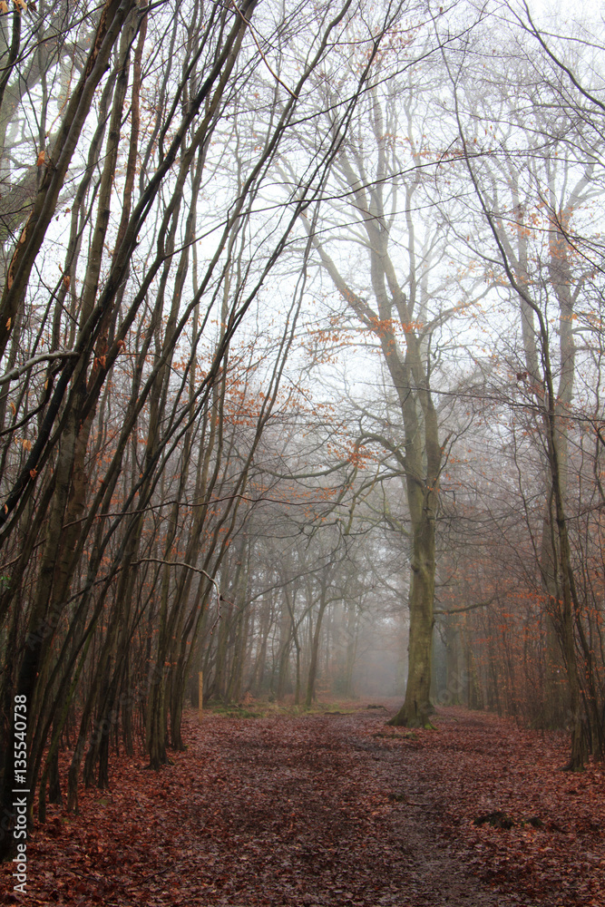 English woodland on a foggy misty morning English woodland on a foggy misty morning