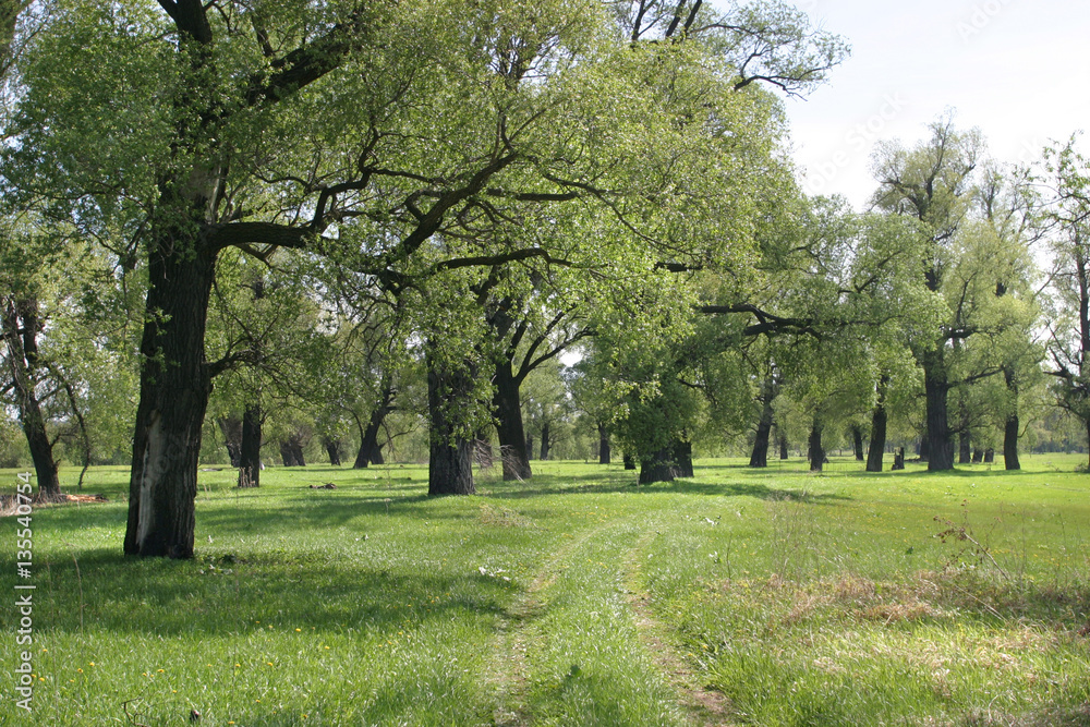 Obraz premium summer landscape