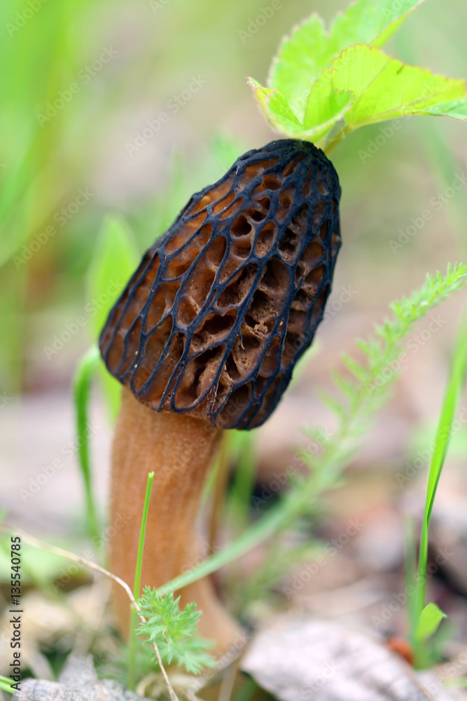 small mushroom small mushroom