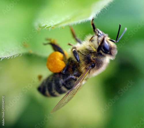 working bee © salman2