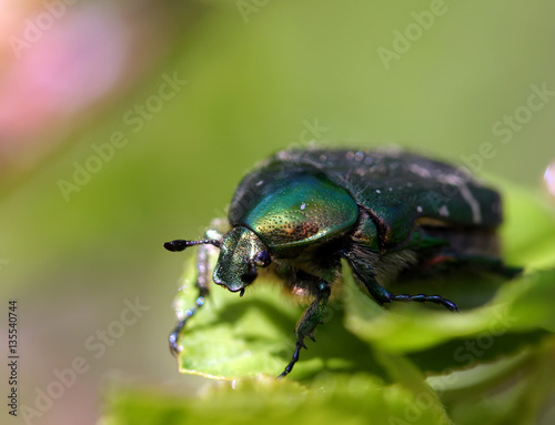 green Maybug