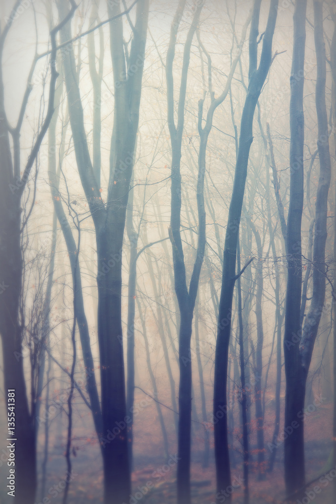 English woodland on a foggy misty morning English woodland on a foggy misty morning