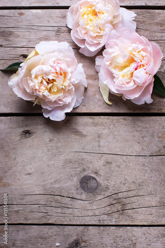 Tender pink peonies flowers on aged wooden background.
