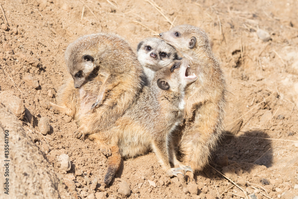 Fototapeta premium Group hug Meerkat