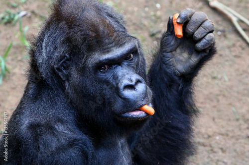 silberrücken gorilla assumbo im rostocker darwineum zoo photo