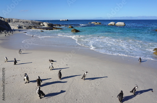 African Penguins colony at Boulders Beach, Table Mountain Nation photo