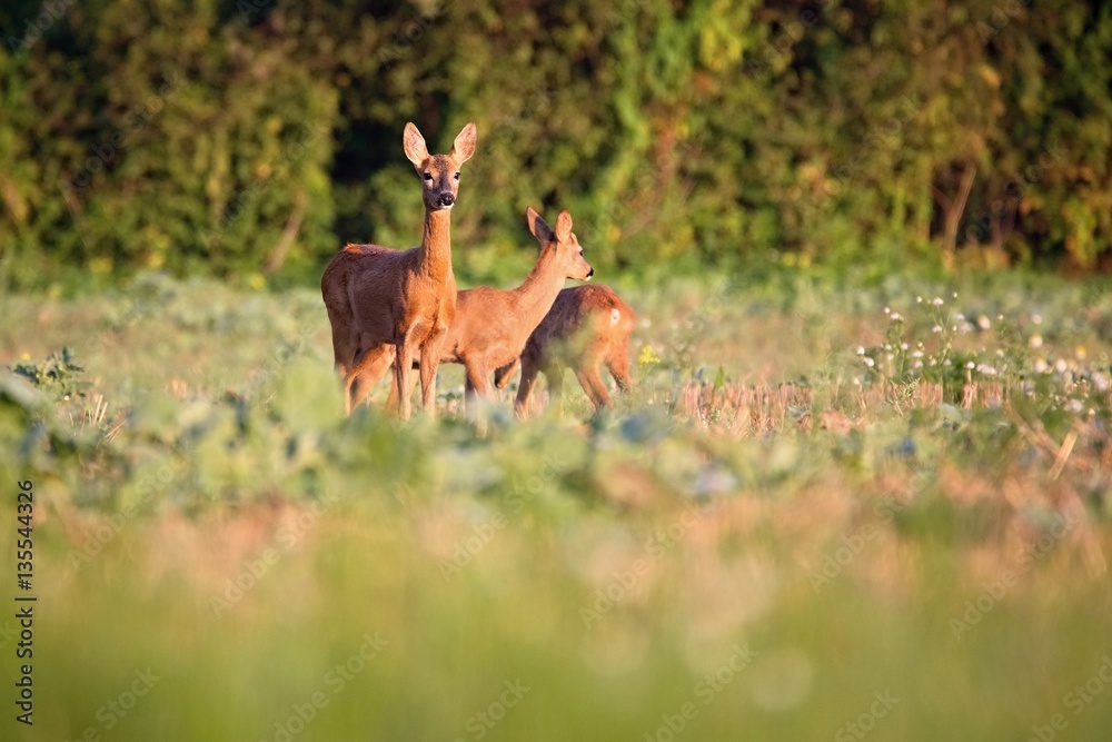 Capreolus capreolus, Roe Deers are standing on the summer meadow before the sun in the grass with early dew. Wildlife scenery. Capreolus capreolus, Roe Deers are standing on the summer meadow before the sun in the grass with early dew. Wildlife scenery.