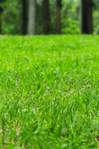 Photo of Green Grass Field. Summer Vacation Concept. Fresh Grass Lawn 