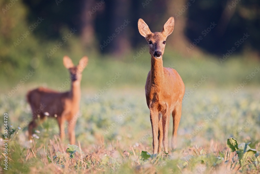 Capreolus capreolus, Roe Deers are standing on the summer meadow before the sun in the grass with early dew. Wildlife scenery. Capreolus capreolus, Roe Deers are standing on the summer meadow before the sun in the grass with early dew. Wildlife scenery.