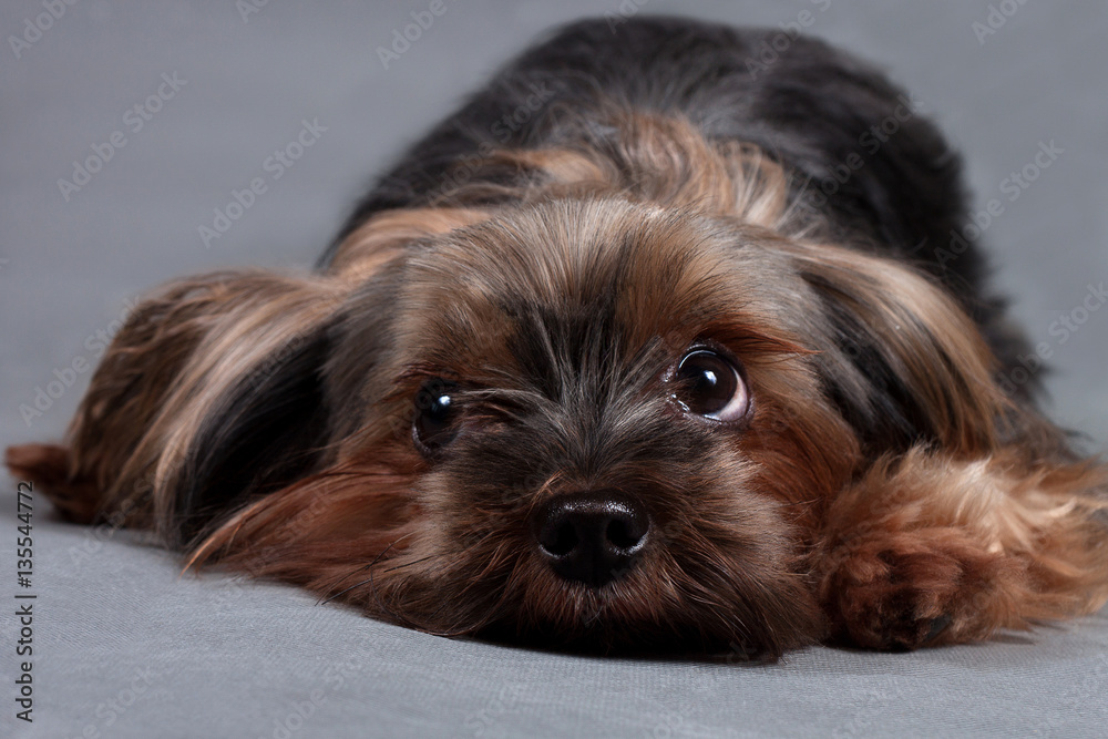 Yorkshire terrier on a gray background close up Yorkshire terrier on a gray background close up