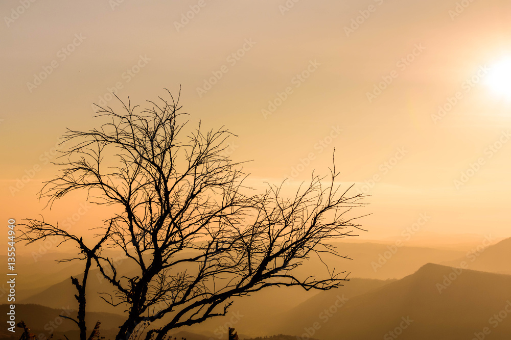 Silhouette Tree with Sunrise Background Silhouette Tree with Sunrise Background