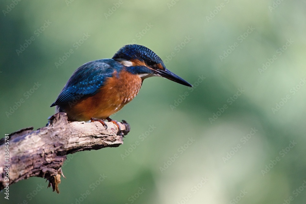 Fototapeta premium Common Kingfisher, Alcedo atthis. Europe, country Slovakia, region Horna Nitra- Kingfisher sitting on a branch.