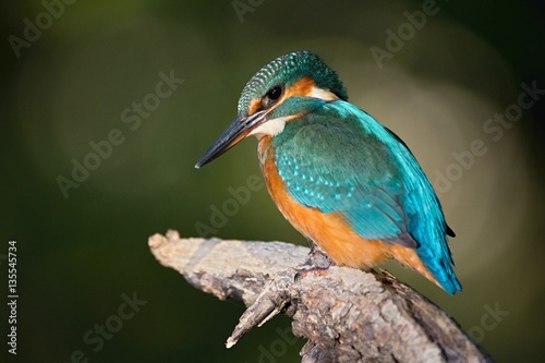 Common Kingfisher, Alcedo atthis. Europe, country Slovakia, region Horna Nitra- Kingfisher sitting on a branch.