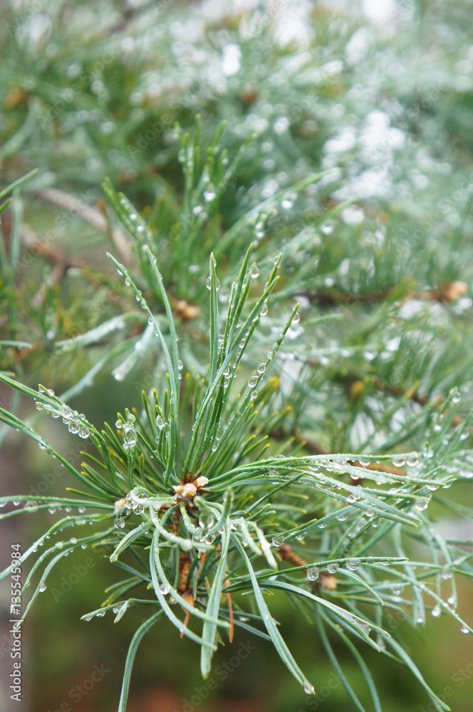 Green branch of pine tree after rain Green branch of pine tree after rain