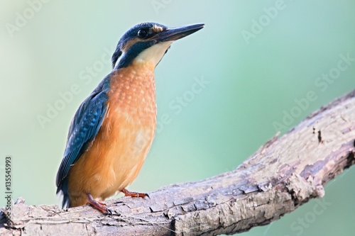 Common Kingfisher, Alcedo atthis. Europe, country Slovakia, region Horna Nitra- Kingfisher sitting on a branch. photo