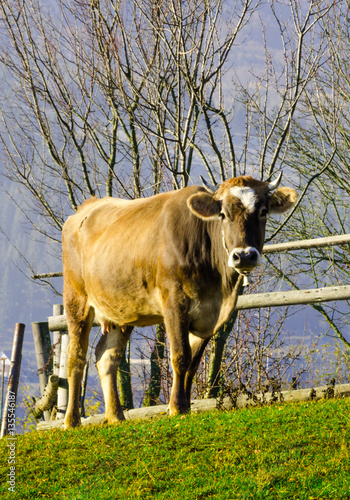 Fototapeta Naklejka Na Ścianę i Meble -  Cows on pasture in the autumn, blue mountains and old fences in