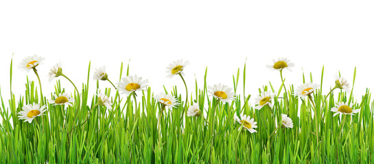 Papier peint photo Marguerites Rangée de marguerites dans l'herbe  © Ortis