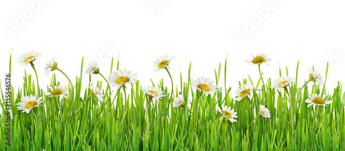 Foto Grass and daisy flowers row