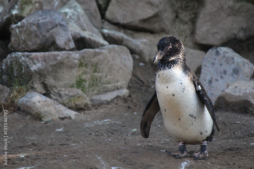 Naklejka premium penguin in the zoo