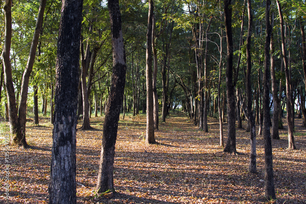 Tropical forest with sunlight in south east asia. Tropical forest with sunlight in south east asia.