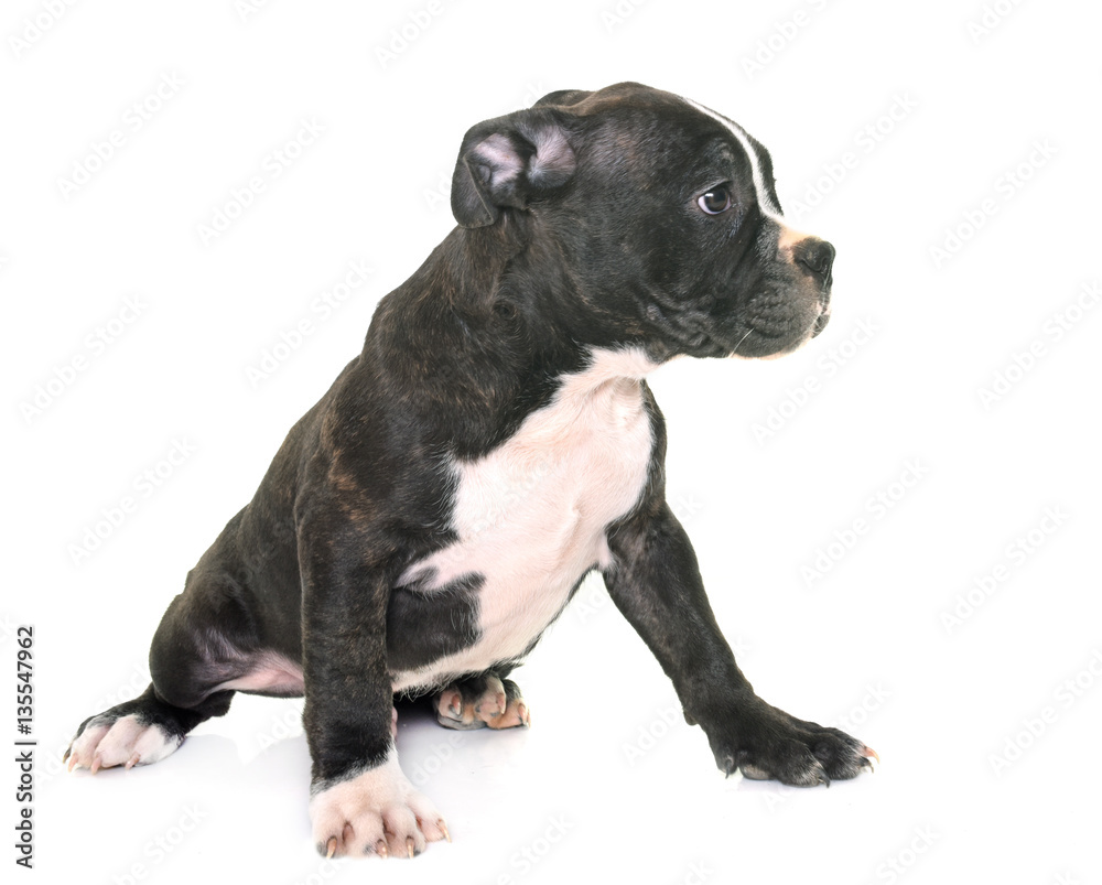 puppy american staffordshire terrier