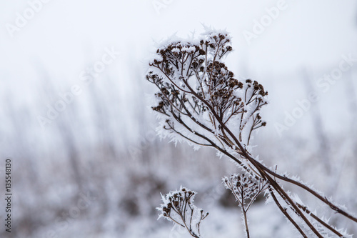 Snow covered plant in winter